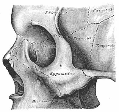 Sutures of the skull