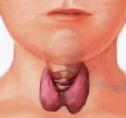 Thyroid gland function