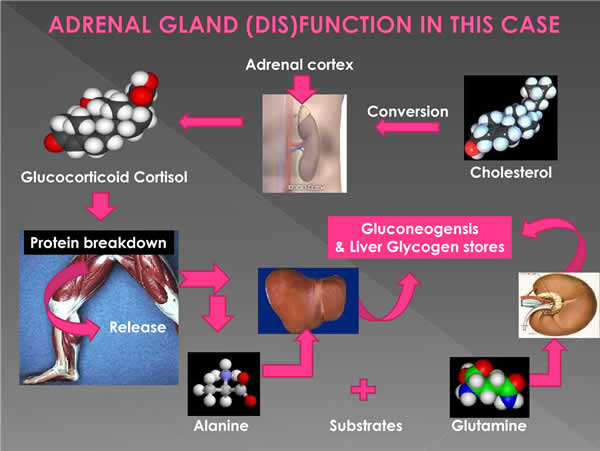 The adrenal glands