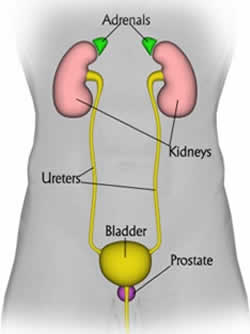 Adrenals and other Infected Organs