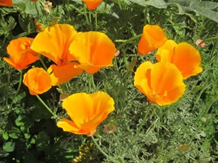 California Poppy