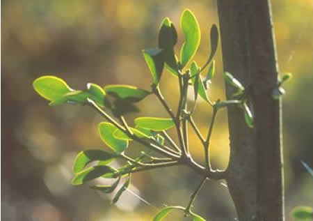 Mistletoe no 2