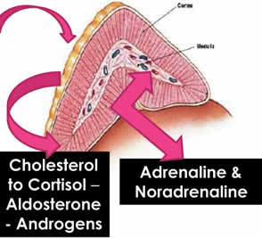 The adrenal glands