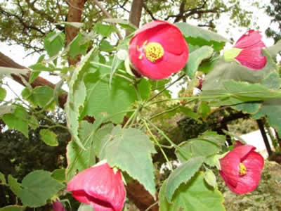 Corn Poppy