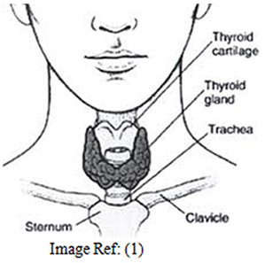 Thyroid gland function