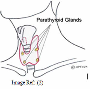 Thyroid gland function