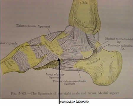 Navicular tubercle