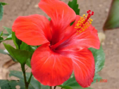 Red Hibiscus