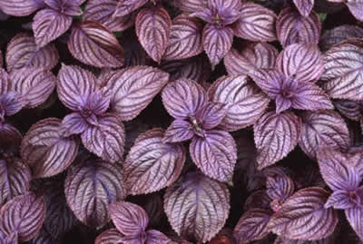 Red Shiso