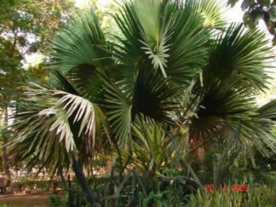 Saw Palmetto