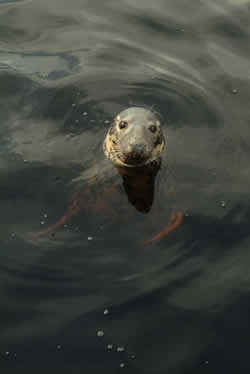 Seal in the Hebrdies