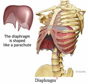 Diaphragm