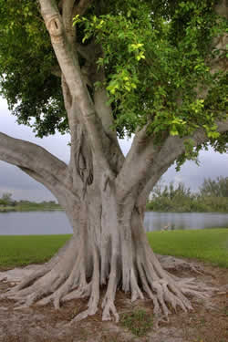 Sacred Banyan Tree
