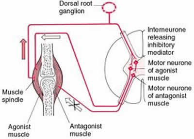 Muscle Energy Technique (MET)