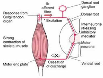 Muscle Energy Technique (MET)