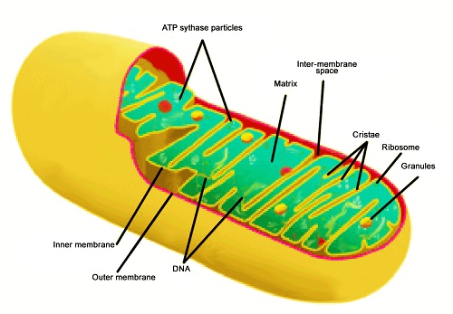 mitochondria