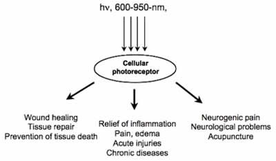 Diagram Clinical Effects of PEMF