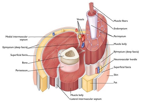 Hi-Res Fig 2 Exploded Muscle with labels