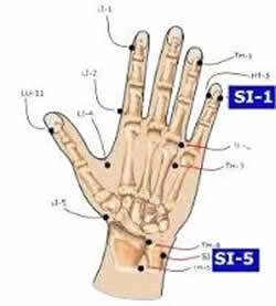 Small Intestine-5