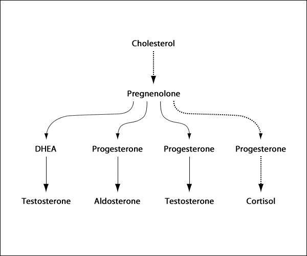 Hormonal Alarm Cortisol