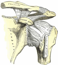 Gleno-Humeral Joint