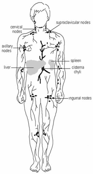 Lymphatic System