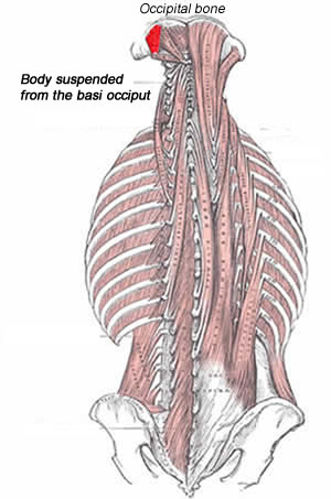 Posterial Muscles - Occipital Bone