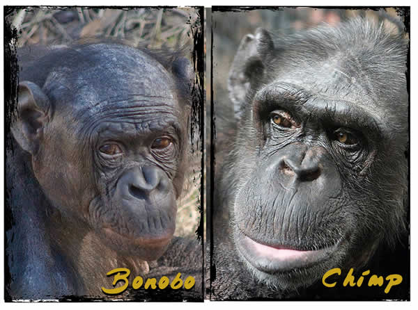 Chimp-Ape-House-Bonobo-and-Chimp