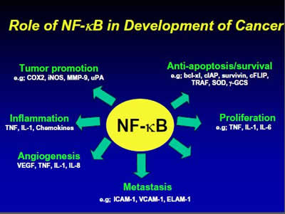 Role of NF-kB in Cancer Promotion