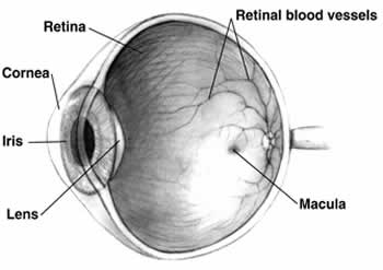 Diagram of Human Eye