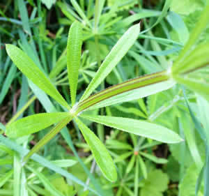 Galium aparine - Cleavers