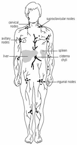 The Lymphatic System