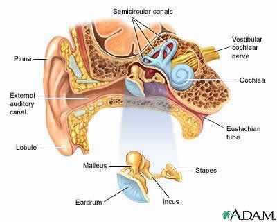 Complex Delicate Arrangement Auricular Structures