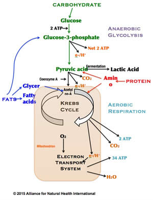 Blueprint to Healthy Eating, Fuelling and Exercising