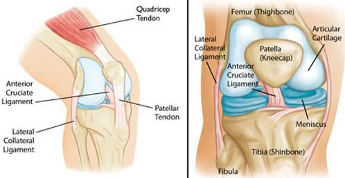 Anatomy of the Knee