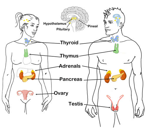 The Endocrine System