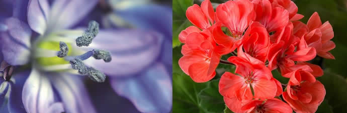 Lobelia and Pelargonium