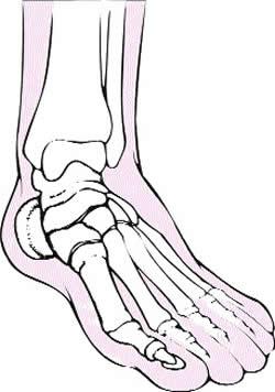 Anatomy of the foot