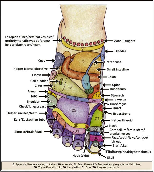 Fig 1 Reflexology Map of the Foot