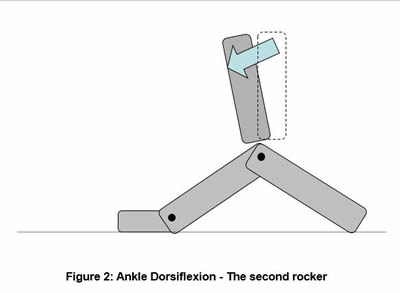 Anatomy of the foot