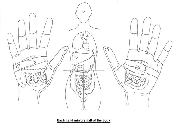 Each hand (or foot) mirrors half of the body