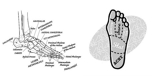 Foot Anatomy and Problems