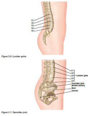 Lumbar Spine + SI Joint - Lotus Publishing