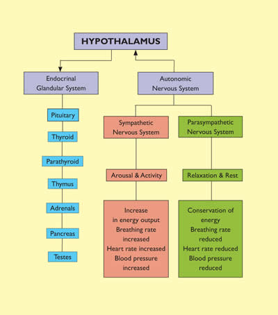 Fig 3. Autonomic Nervous System