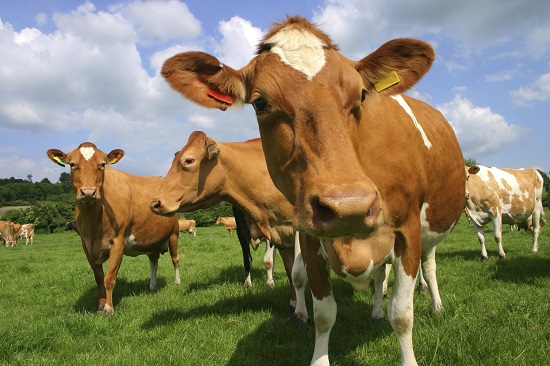 Guernsey Cow