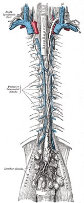 Lymph Drainage Channels