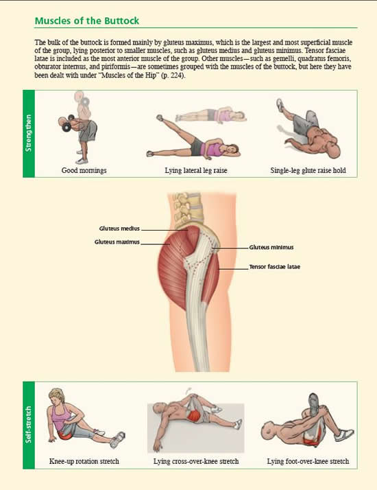 Muscles of the Buttock Composite