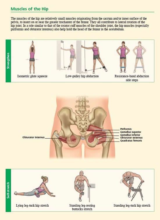 Muscles of the Hip Composite