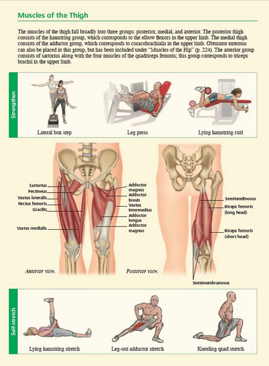 Muscles of the Thigh Composite