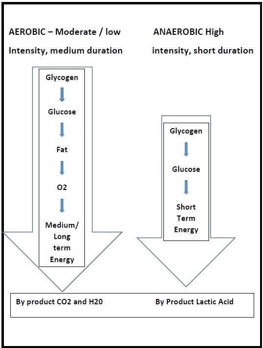 Aerobic - Anaerobic Glucose Diagram